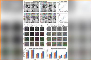Impact of Early Visual Experience On Later Usage of Color Cues